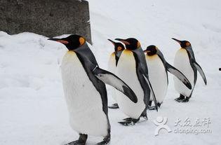 企鹅吃瓜爆料最新版,娱乐圈最新猛料大揭秘！  第3张