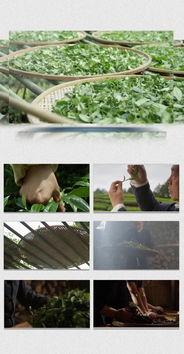 茶叶爆料视频大全下载,视频大全带你领略茶香魅力 第1张 茶叶爆料视频大全下载,视频大全带你领略茶香魅力 第1张